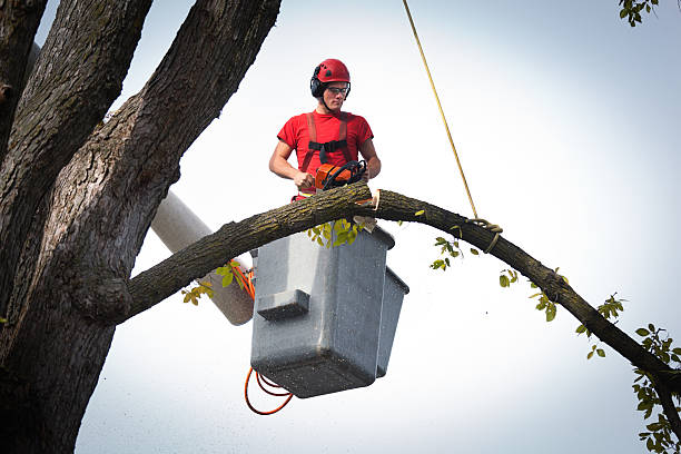 Best Tree and Shrub Care  in Von Ormy, TX